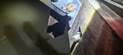 Litoria rothii