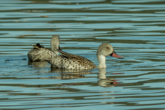 Anas capensis