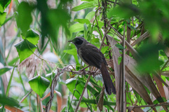 Pterorhinus perspicillatus