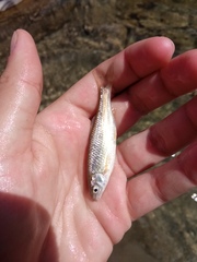 Sarmarutilus rubilio