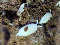 Platyarthrus codinai