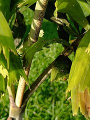 Anthomyia procellaris