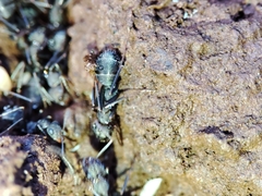 Iberoformica subrufa