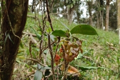 Epidendrum