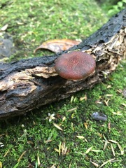 Gymnopilus purpuratus