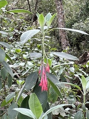 Fuchsia boliviana