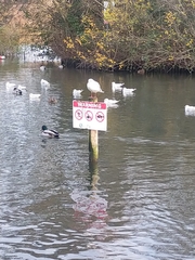 Chroicocephalus ridibundus