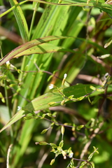 Omphalotrix longipes