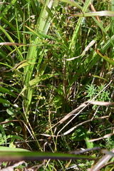 Omphalotrix longipes