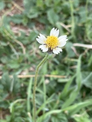 Tridax