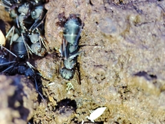 Iberoformica subrufa