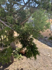 Juniperus deppeana zacatecensis