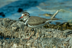 Charadrius tricollaris