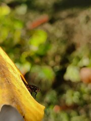 Physiphora alceae