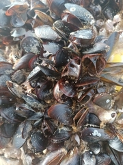 Mytilus galloprovincialis
