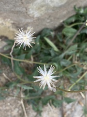 Tridax