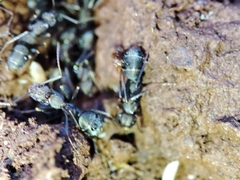 Iberoformica subrufa