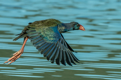 Porphyrio madagascariensis