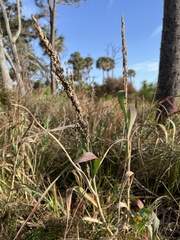 Panicum amarum