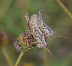 Paraidemona