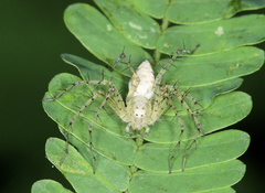 Oxyopes longispinosus