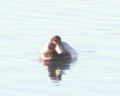 Aythya affinis