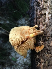 Gymnopilus purpuratus