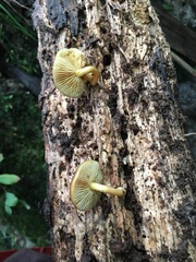 Gymnopilus purpuratus