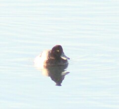 Aythya affinis