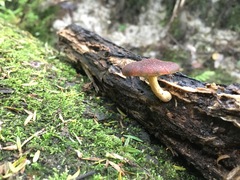 Gymnopilus purpuratus