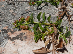 Teedia lucida