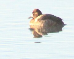 Aythya affinis