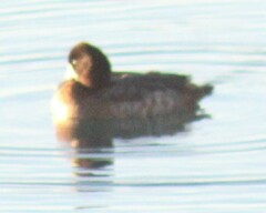 Aythya affinis