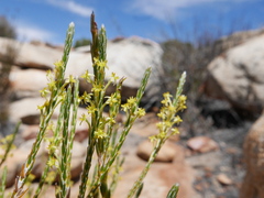 Struthiola confusa