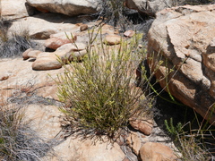 Struthiola confusa