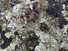 Umbilicaria hirsuta