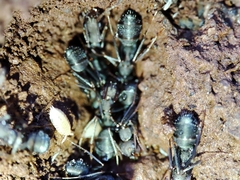 Iberoformica subrufa