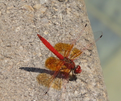 Trithemis kirbyi