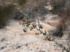 Roepera spinosa