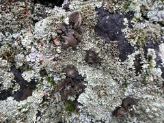 Umbilicaria hirsuta
