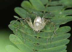 Oxyopes longispinosus