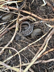 Stenocercus guentheri