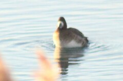 Aythya affinis