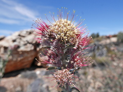 Leucospermum calligerum