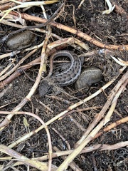 Stenocercus guentheri