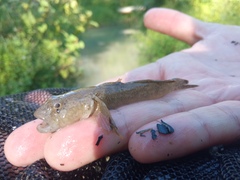 Padogobius nigricans