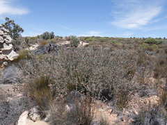 Leucospermum calligerum