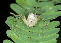 Oxyopes longispinosus