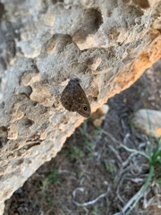 Lasiommata maera