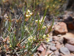 Centella glauca